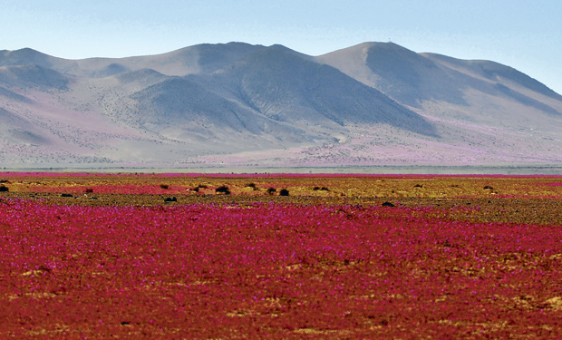 Atacama lanza primera campaña para preservar el desierto florido