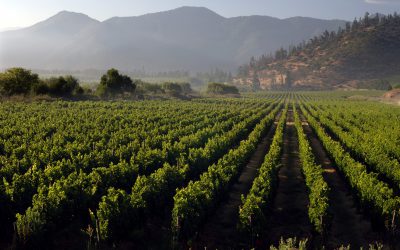 Las Viñas del Valle del Maipo se reúnen en la Feria VYVA 2018